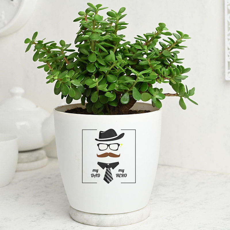 Beardo Potted Jade Plant