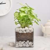 Syngonium Plant in a Squarical Glass Vase