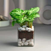 Beauteous Syngonium Terrarium