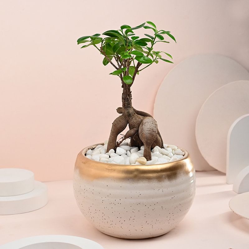 Beautiful Bonsai Plant In Ceramic Pot