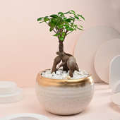 Beautiful Bonsai Plant In Ceramic Pot