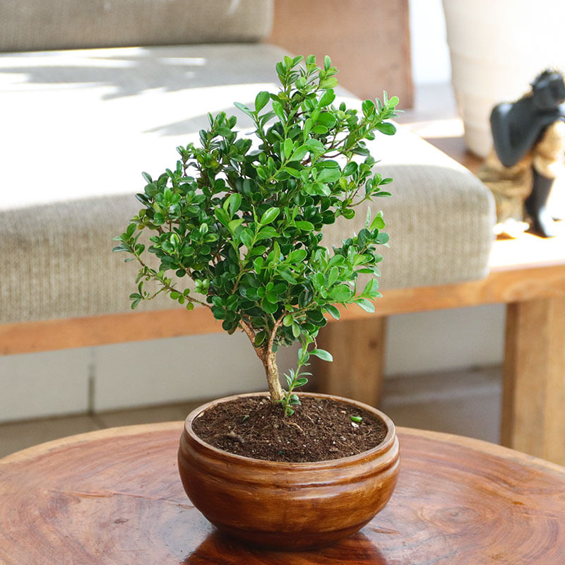 Beautiful Boxwood Bonsai