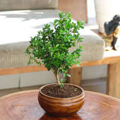 Beautiful Boxwood Bonsai