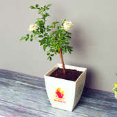 White Rose Plant in a Vase for Mom