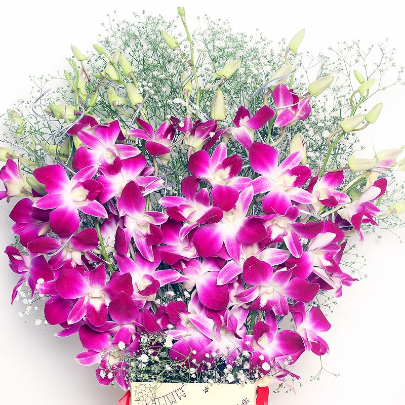 Bunch of 6 Orchids with Zoomed in View