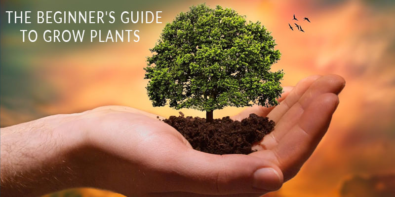 The Beginner's Guide to Grow Plants  