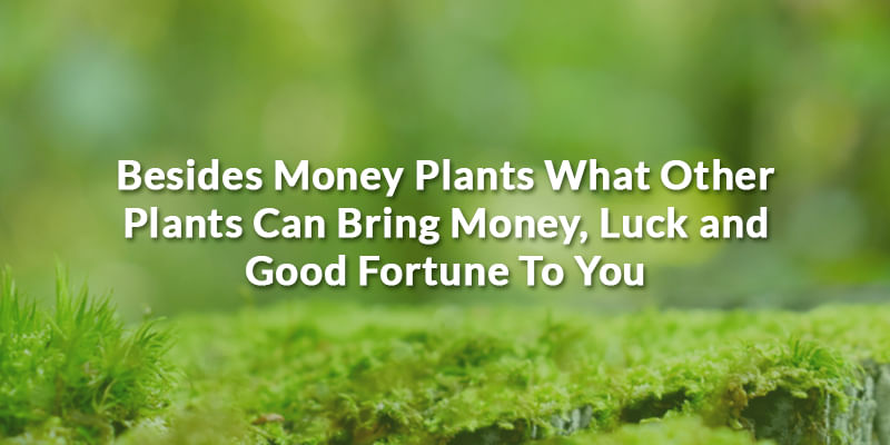 Besides Money Plants What Other Plants Can Bring Money, Luck and Good Fortune To You