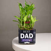 Best Dad Lucky Bamboo Plant