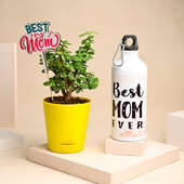 Best Mom Day Jade Plant With Sipper Combo