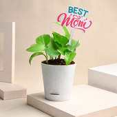 Mothers Day Money Plant In Tapper Pot Online