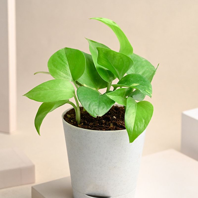 Shop Money Plant Online