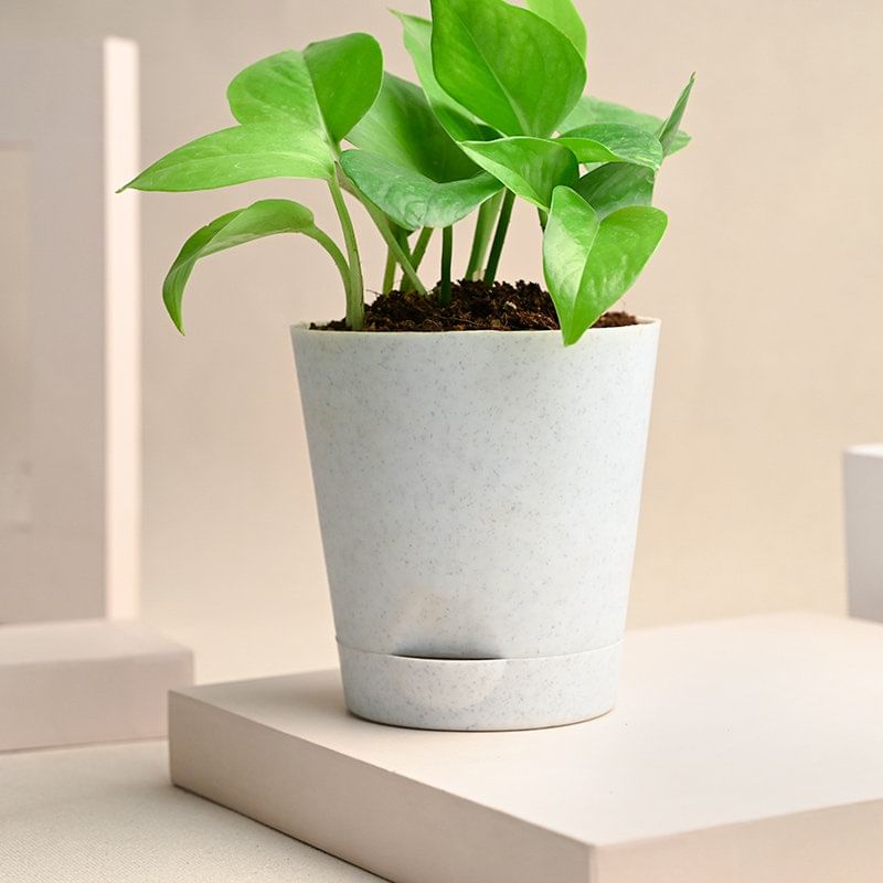 Buy Money Plant Online