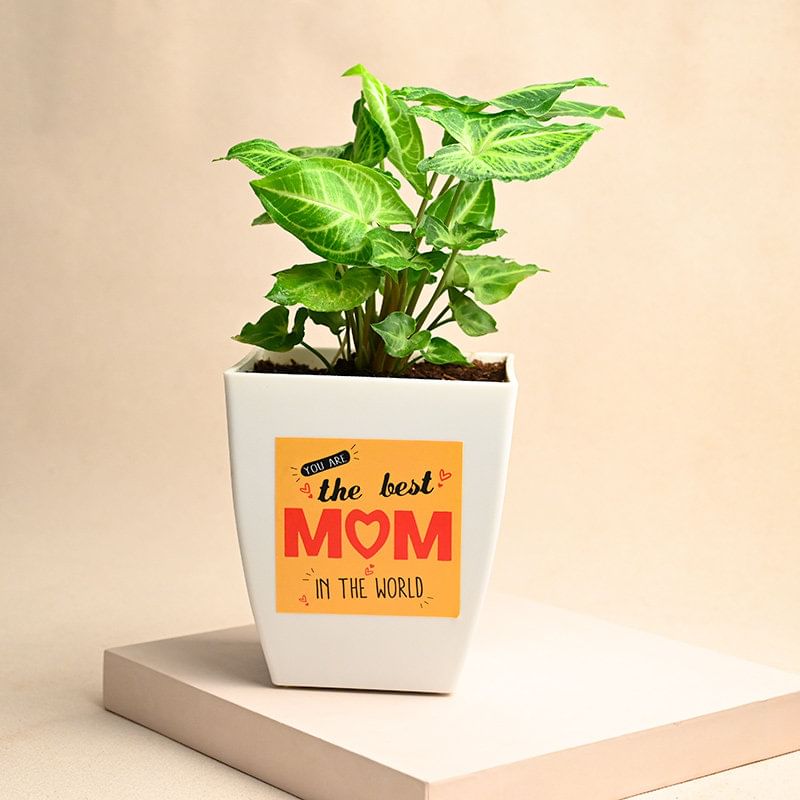 Best Mom Syngonium In White Chatura Pot For Motehrs Day 2024