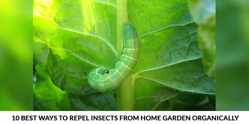 10 Best Ways To Repel Insects From Home Garden Organically