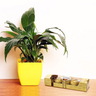 Betsol plant product