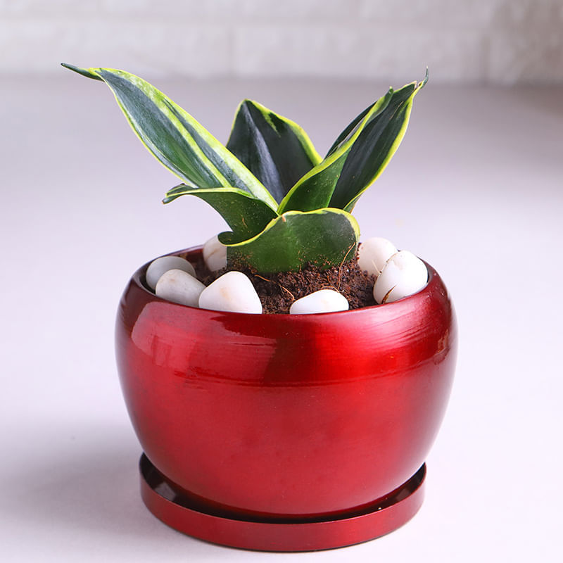 Product Image Video
