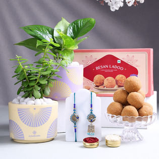 Bhaiya Bhabhi Rakhi With Indoor Plant N Ladoo Box