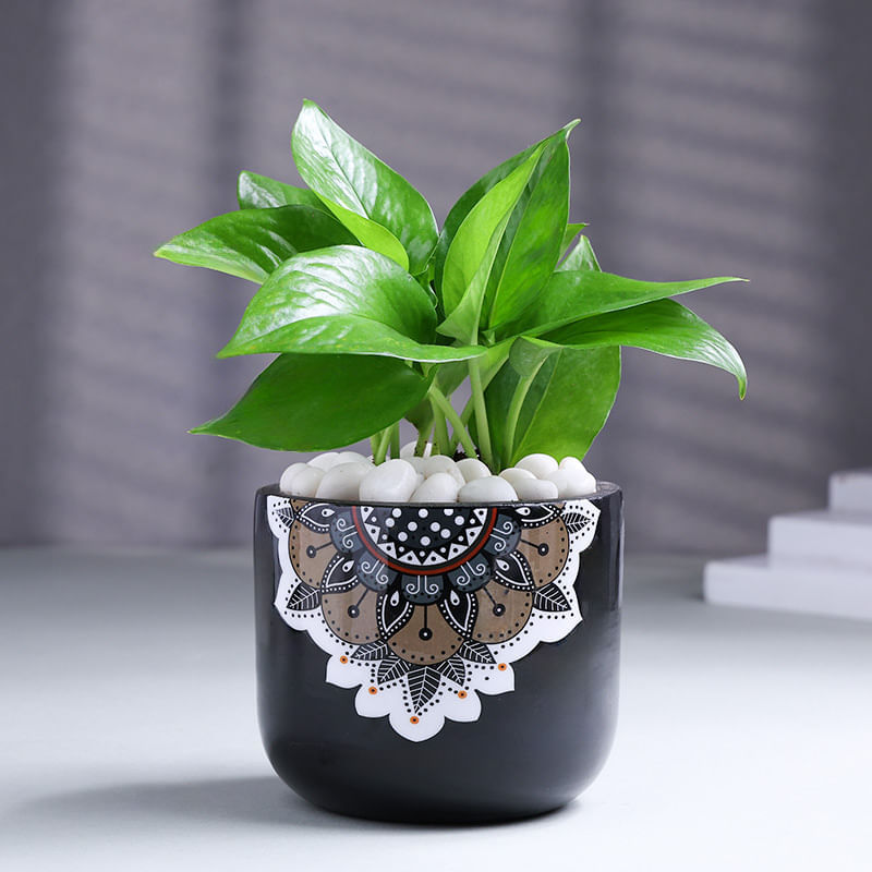 Product Image Video