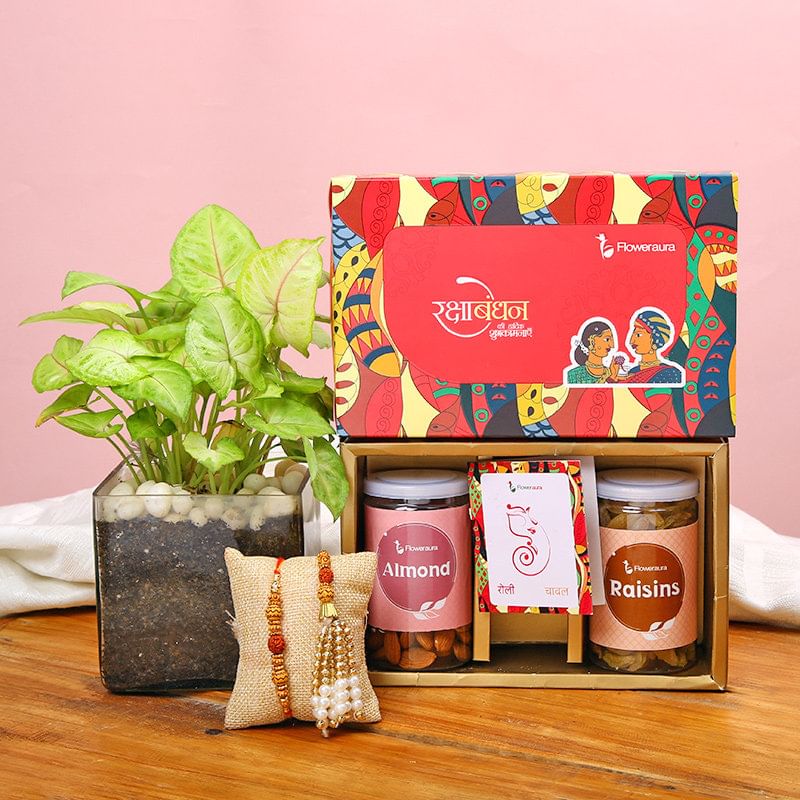 Buy Bhaiya Bhabhi Rakhi With Plant Online