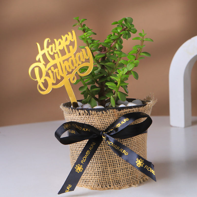 Birthday Blessing Jade Plant In Jute