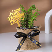 Birthday Blessing Jade Plant In Jute