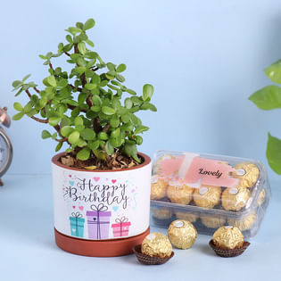 Birthday Jade Plant N Ferrero Sweetness