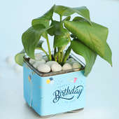 Money Plant - Best Birthday Gift