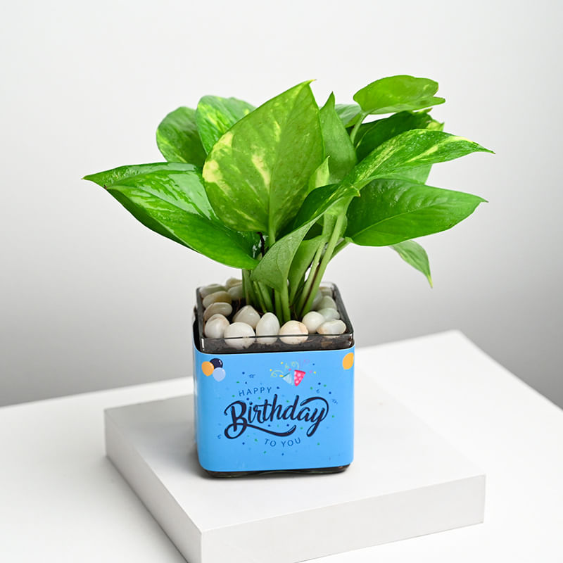 Money Plant - Best Birthday Gift