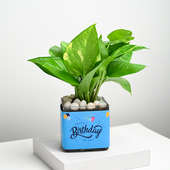 Money Plant - Cute Birthday Gift