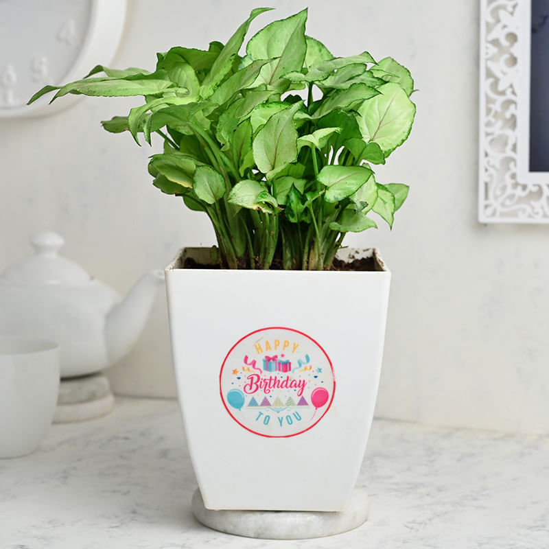 Birthday Syngonium Plant - Foliage Indoors Plants in Floweraura Chatura Vase