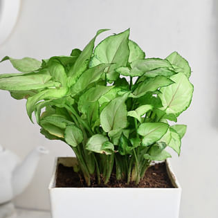 Birthday Syngonium Plant