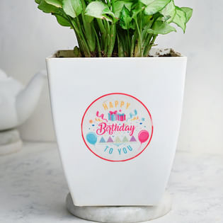 Buy Syngonium Plant Online