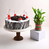 Black Forest Cake And Lucky Bamboo Plant