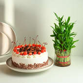 Black Forest Cake And Lucky Bamboo Plant Combo