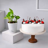 Black forest cake with money plant