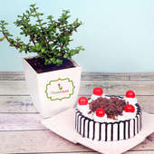 Jade Plant with Black Forest Cake