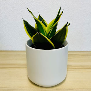 Black Gold Snake Plant In White Pot
