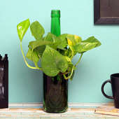 Money Plant in Wine Bottle Vase
