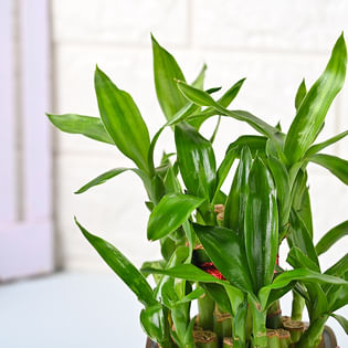 Bamboo Plant Online