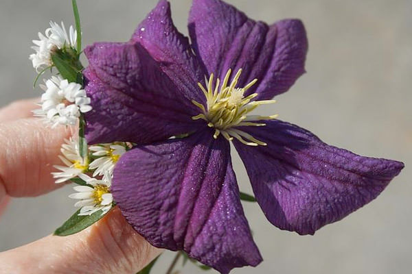 Aster flowers as Birthday Gift for Sep born people