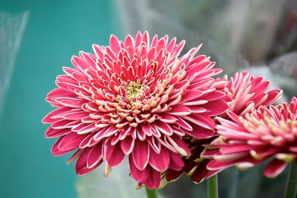 November Birthday Flowers- Chrysanthemum