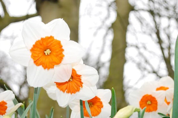 March Birthday Flowers- Daffodil March Birthday Flowers- Daffodil