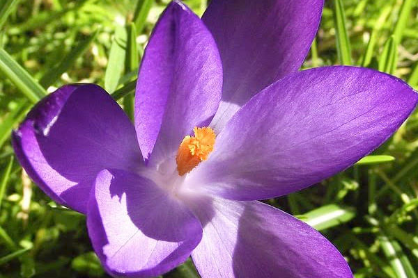 Iris as Birthday Flowers for February Borns Iris as Birthday Flowers for February Borns