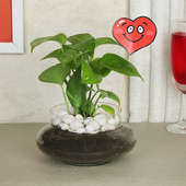 Money Plant With Happy Valentine Day Tag