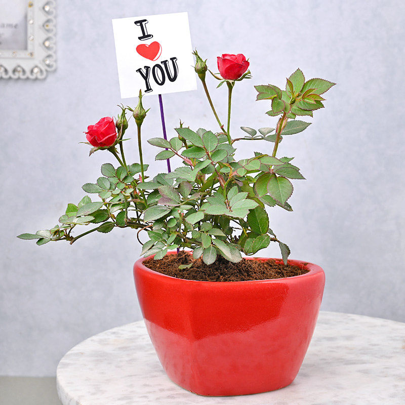 Blooming Red Rose Plant