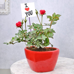 Buy Blooming Red Rose Plant Online