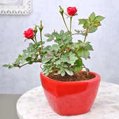 Order Blooming Red Rose Plant Online