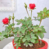 Send Blooming Red Rose Plant Online