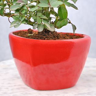 Blooming Red Rose Plant Online