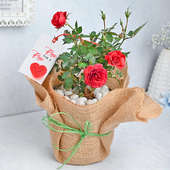 Blooming Rose Plant for your love on Valentine - Express delivery